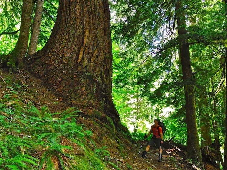 The Hoh River Trail in Olympic National Park offers the chance to experience a rare coastal rainforest in an area that receives up to 14 feet of rain annually. While the trail runs over 17 miles to the base of Mt. Olympus, a day hike will give you plenty of opportunity to see lush, moss covered forest, and a spot known as the quietest place in the United States called “One Square Inch of Silence.” The Hoh River trail is beautiful year-round and just a stone's throw away from Portland.