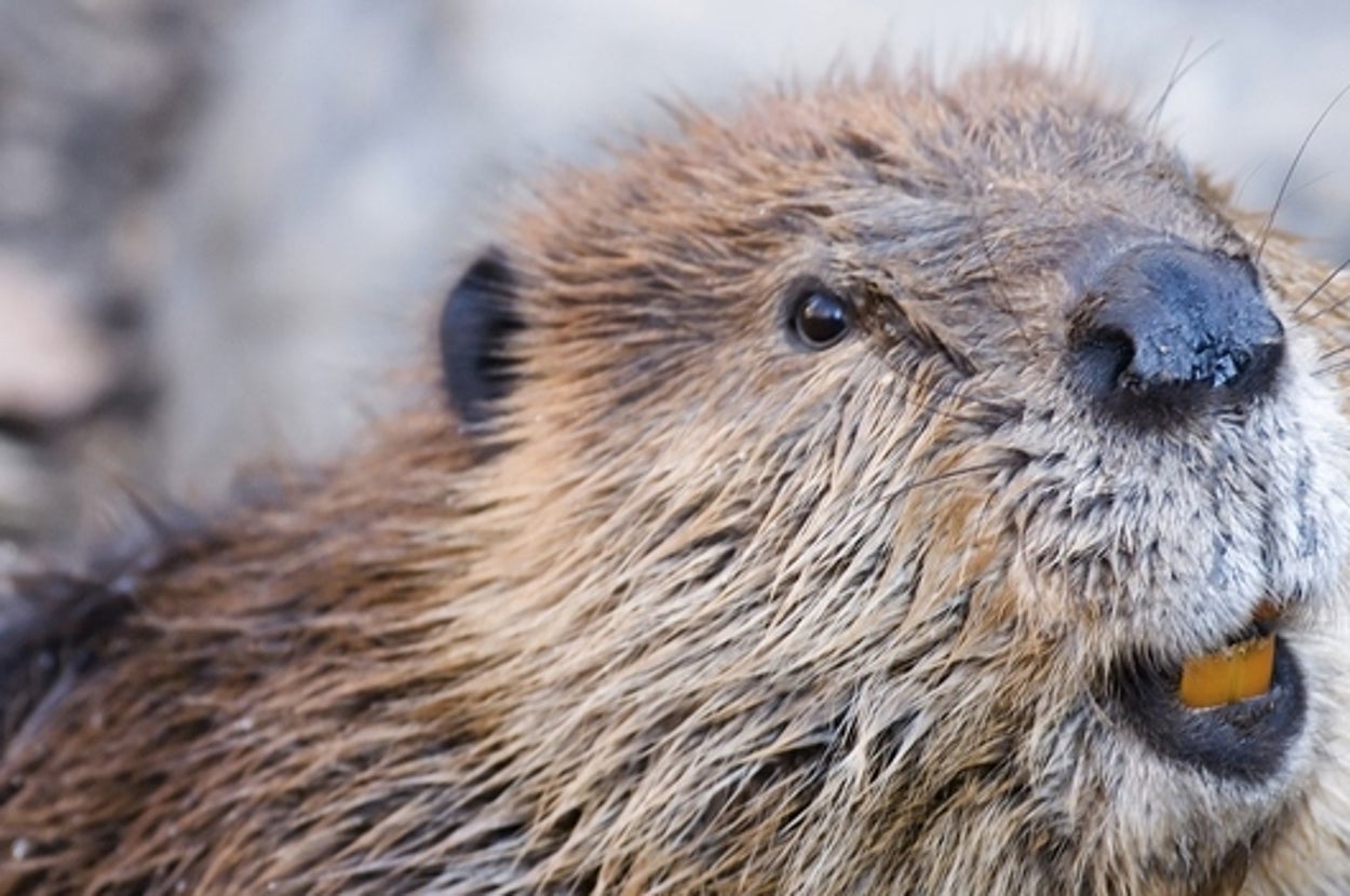 Beaver Search Everything You've Ever Wanted To Know About Beavers But Were Afraid To Ask