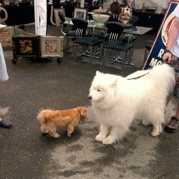This is Wally. He is a perfect specimen of canine fluff.