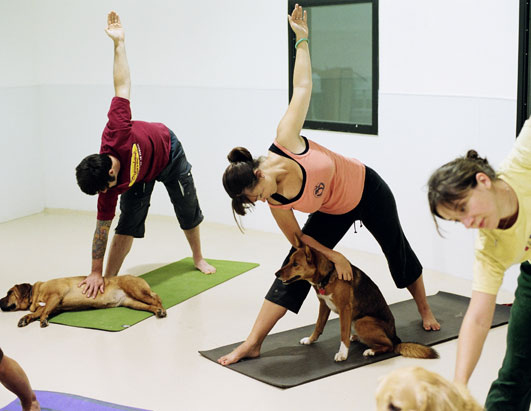 The dog in the left hand corner has clearly died of boredom. These people probably buy organic, all-vegan treats too.