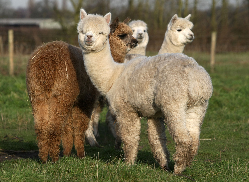 Ever worn alpaca wool in the winter and thank the heavens? Try and thank Peru next time!