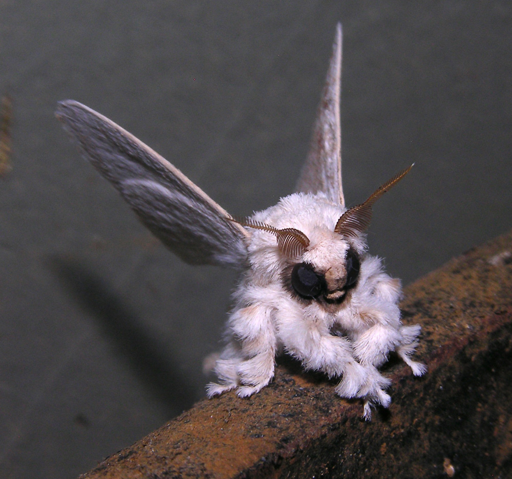 While it looks almost too cute to be real, the poodle moth was discovered in Venezuela in 2009 and belongs to the moth genus Artace. This specimen was photographed by Dr Arthur Anker in 2012.Scroll down for more pictures of cute moths.
