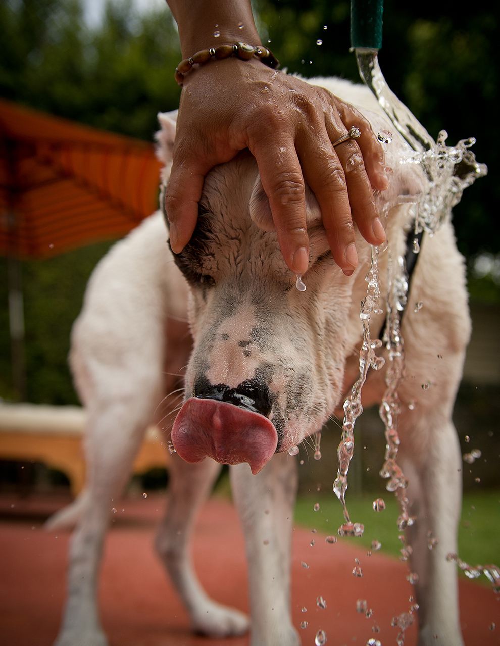 Before giving your dog a bath, or sending him swimming, dab a couple cotton balls in baby oil and place them in his ears.