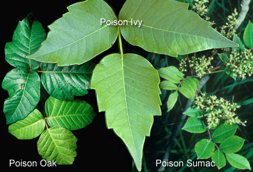 Familiarize yourself with these poisonous plants.