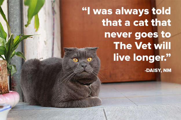 SP: This would certainly seem to be the case, but it's actually the opposite: cats who are routinely taken to The Vet live longer. Many of us in academic circles suspect that the motives of The Vet are, at least in part, malicious, but we also have reason to believe that The Vet possesses some kind of mysterious healing power. Trips to The Vet will often coincide with sickness, which is prompting scholars to ask whether The Vet is actually making us healthier when we're ill. Do they want to keep us alive longer so they can study us? Hopefully soon we'll know for sure.