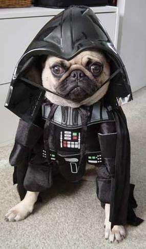 Everyone keeps saying I've gone to the "Bark side". It's such a bad pun...