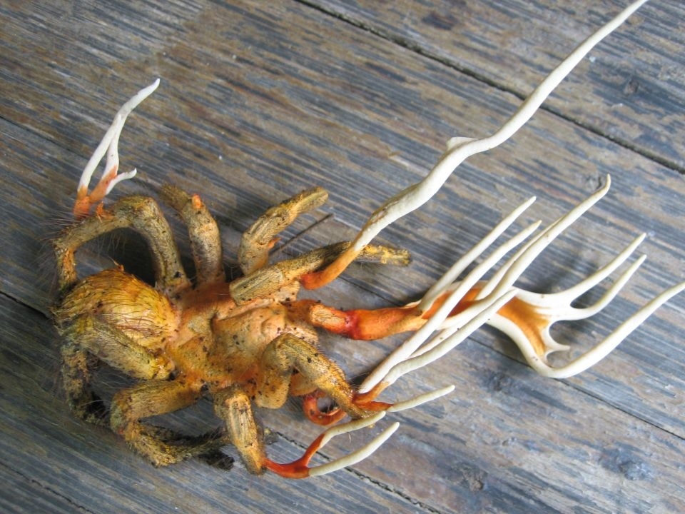 This spider is infected with Cordyceps, a fungus that takes control of its host's mind before killing it and deforming its body, when it releases its spores to infect the next victim...
