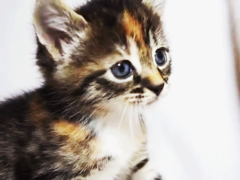 LET ME MEOWT.