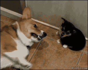 If you can't enjoy a puppy with a farting joke, I've lost faith in humanity.