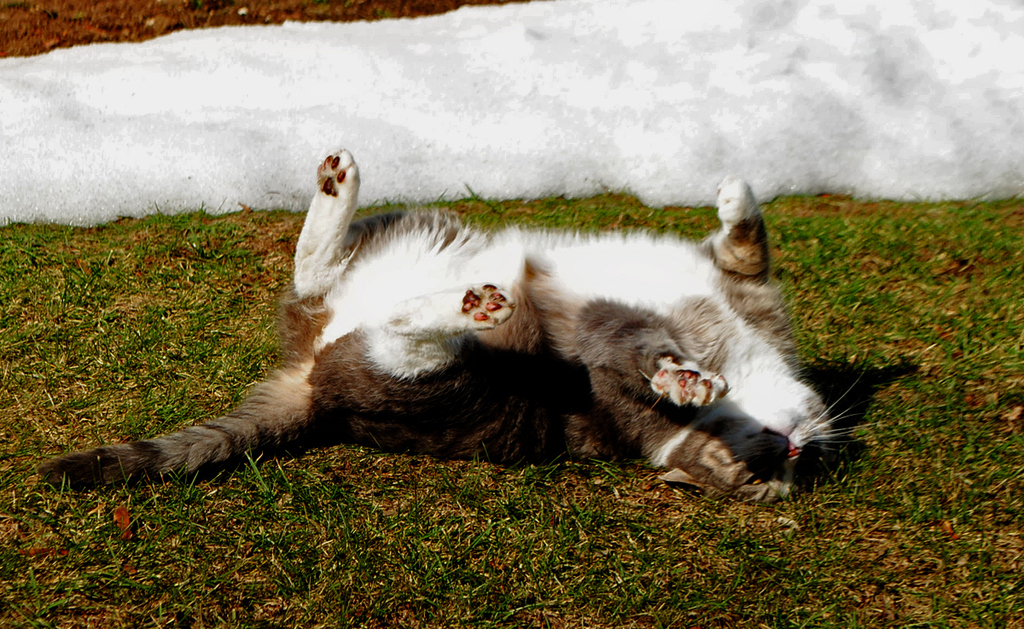 When dead bird exchange rates are plummeting, this is not the time to be enjoying the grass.
