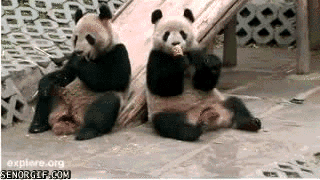 Talk to the paw, bro.