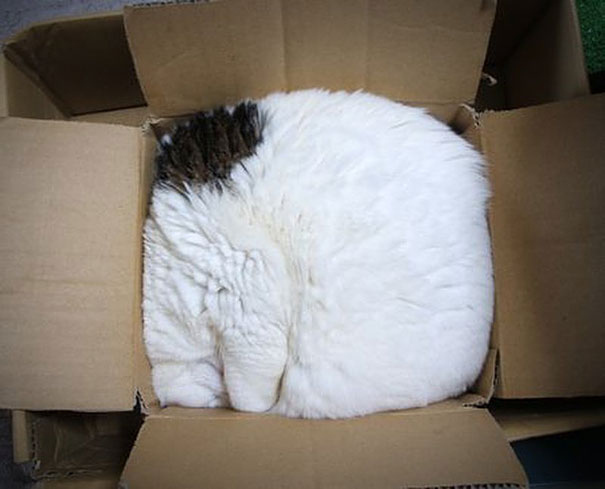 This liquid cat aspires to be Styrofoam. Tough luck, cat."You're never gonna be Jello!" - Julia Roberts (kinda applicable, kinda not)