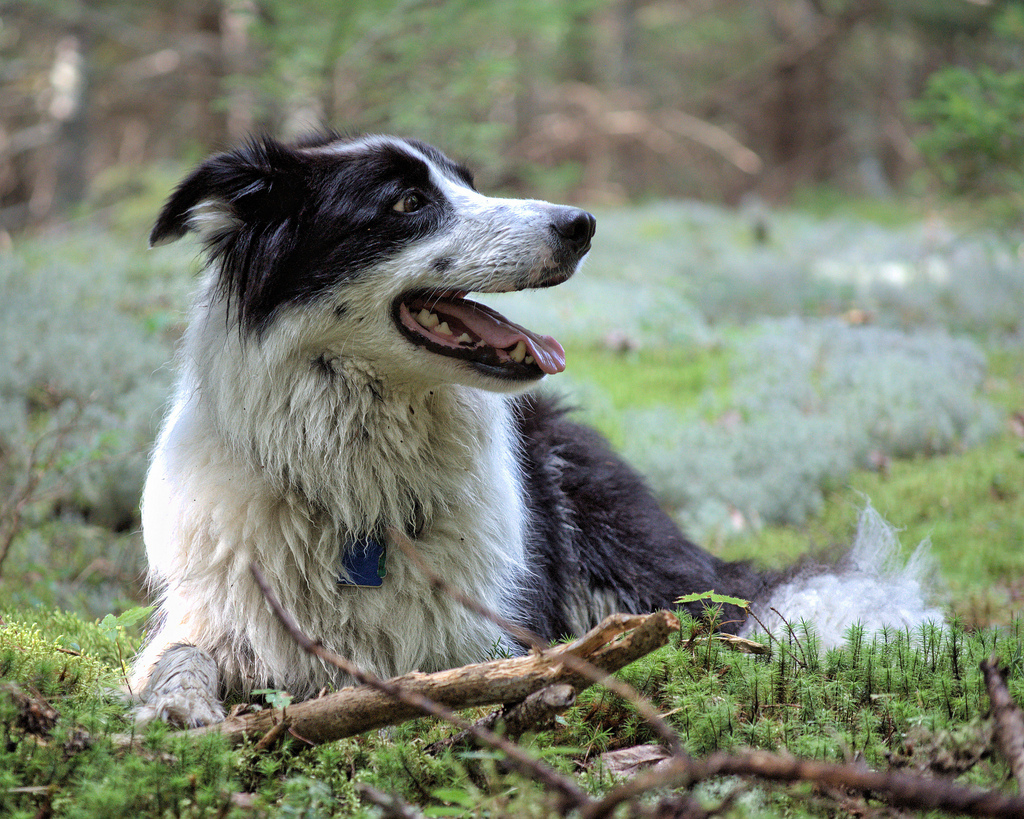 Any good day in the forest with your dog will probably result in a fresh layer of burs. To get them out, massage all-vegetable shortening into any bur-filled areas and slowly pull the bur from the fur.