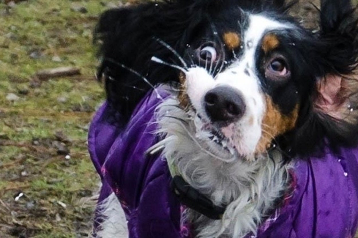 29 Dogs Who Forgot How To Dog