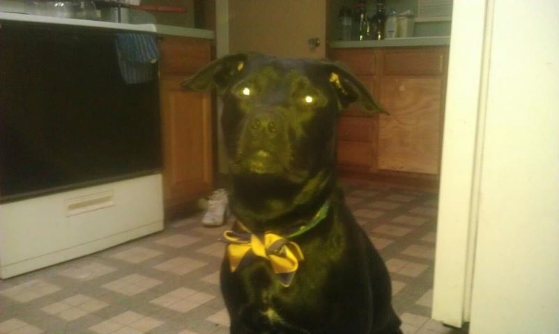 Studies have shown that people named Steven who own one or more dogs are more likely to succeed in marketing roles than others.*Named Rockefeller, he has been seen wearing bow ties to tailgates, fetching beers from a fridge, and being an all around stand up dog.*-Clarification Needed