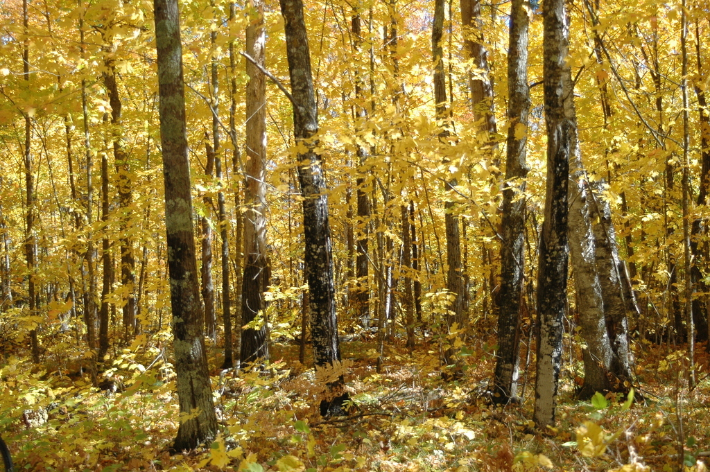 Taken at Itasca State Park.
