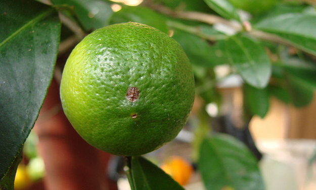 In sub-tropical growing regions (like Brazil, the country that grows the most oranges in the world) there are never temperatures cold enough to break down the chlorophyll in the fruit's skin, which means it may still be yellow or green even when it's ripe. But because American consumers can't fathom such a phenomenon, imported oranges get treated with ethylene gas to get rid of the chlorophyll and turn them orange.This also means that Florida oranges tend to be yellower than California oranges, because they're grown further south.