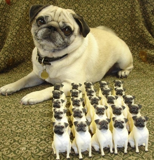 BOW DOWN TO YOUR CUTE OVERLORDS.
