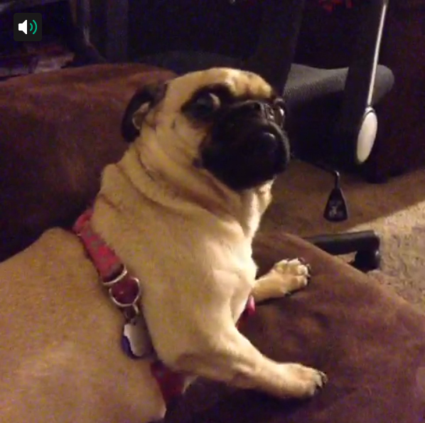 buzzfeed pugs this might be the best pug vine in the history of pug vines buzzfeed pugs this might be the best pug vine in the history of pug vines