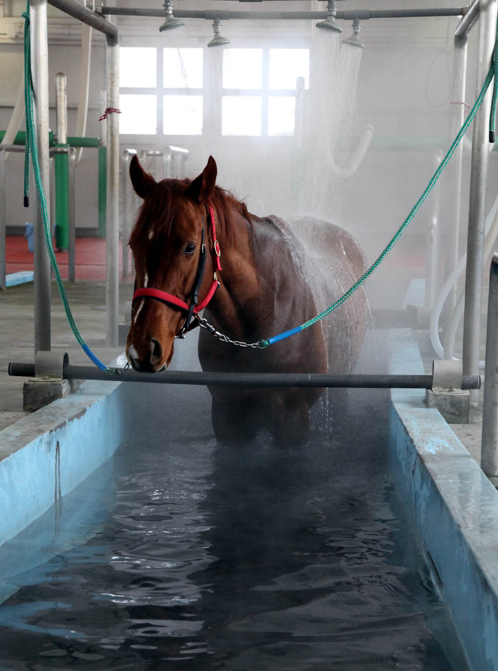 JRA Hakodate Headquarter is the organization's only facility that carries hot springs for racehorses. A large number of racehorses come here from all over Japan to heal injuries and joint inflammation.
