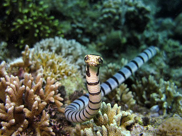 Snakes on land are bad enough. Also do beware that most seasnakes are venomous, including this one.