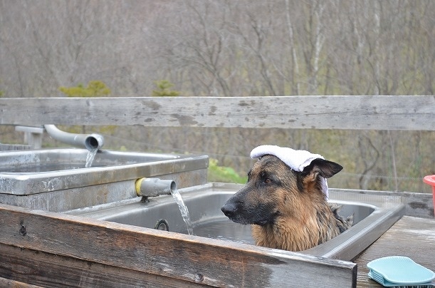 Yamazaki Ryokan is a small, traditional-style Japanese inn that only opens for summer and autumn. They offer nice reclusive hot springs for human visitors, and using the overflown water from the main spring, your canine friends can take a soak too.