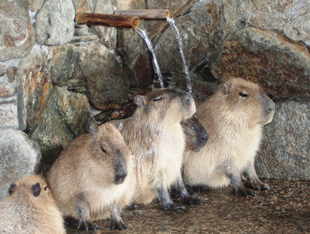 This is another spot you can watch capybaras in the hot spring. Evidently they take showers there too.