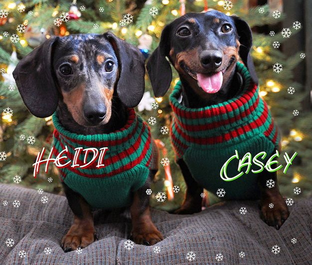 Casey sort of likes it. But Heidi... not so much...