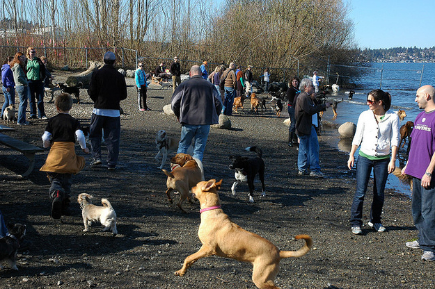 On a nice day, everyone wants to be at the dog park. And why wouldn't you? Dog and owner bonding all around.
