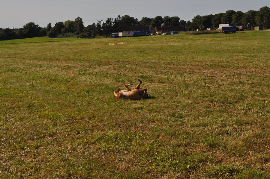 This dog is absolutely determined to make every single blade of grass smell like he does. Or at least it seems that way.