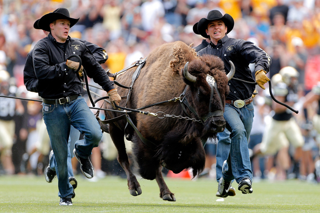 A real, live bison storms around the stadium -- well isn't that something!