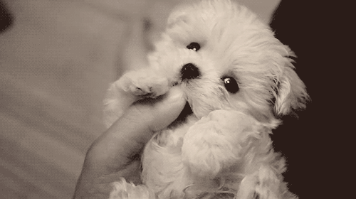 Image result for dog wrapped up as baby gif