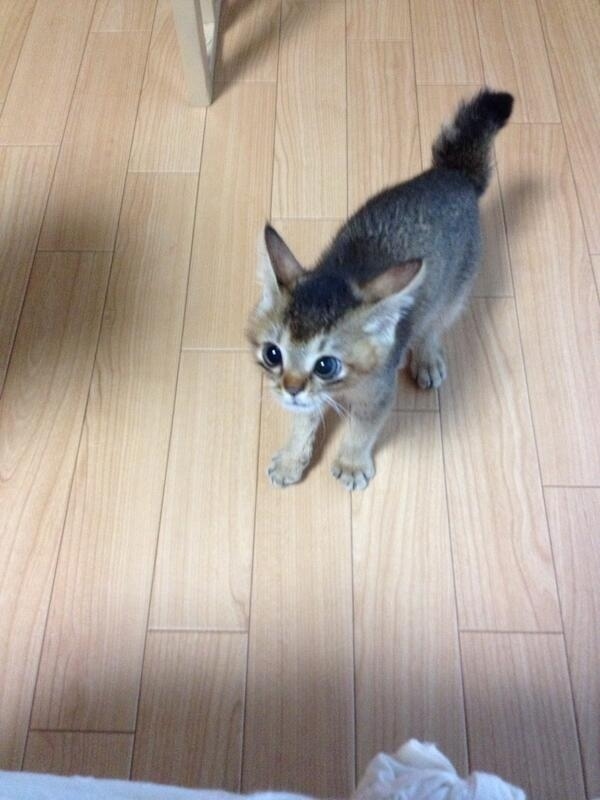 August 19th, 2013The owner said that though with difficulty, Wasabichan kept trying to practice eating food on her own. She was able to swallow a dried cat food after many practices.