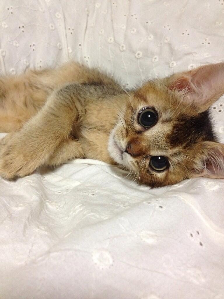 August 27th, 2013Later that night, around 6:30 in the evening, Wasabichan has passed away.@jessiepon tweeted to her followers this night.@jessiepon: “Wasabi has passed away around 18:30. She did not give up until her last moment. Thank you for all the kind messages and support you’ve been giving us."