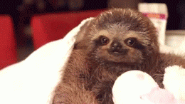 A full week of sloths just hanging around, being slow and adorable and awesome. Hosted by Kristen Bell.