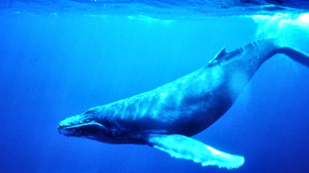 Megalowhatever, these whales can grow up to 100 feet long, and have been known to have humans living inside of them (I think that’s what the Moby Dick Sparknotes said, I'm not sure I only skimmed them)