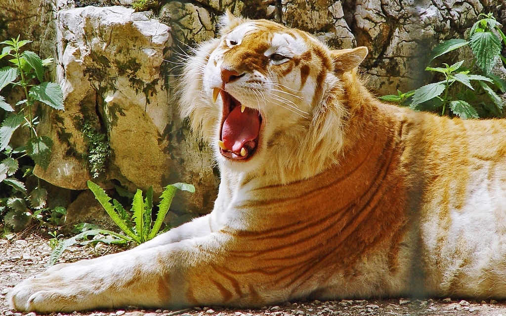 Bred for their skills in magic, ligers are totally real things and they’re TOTALLY awesome. Hosted by Napoleon Dynamite