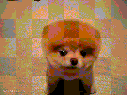 Because this dog has already made more money than you will in your lifetime. Expect special guest appearances by Buddy.