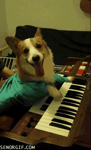 A week of corgis doing what they (sort of) do best: human things