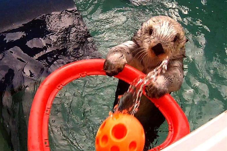 Ever try to slam dunk? Ever try to do it with arthritis? Eddie the Otter does it everyday, as a way to exercise his arthritic elbows. A week long marathon means Eddie can play basketball with a variety of stars, including Shaquille O'Neal, Carmelo Anthony, Dwight Howard, LeBron James, Kevin Durant and of course, Michael Jordan. Discovery can even resurrect Space Jam and re-create it with Eddie as a star!