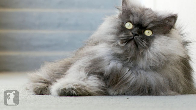 Source: The Pet Collective