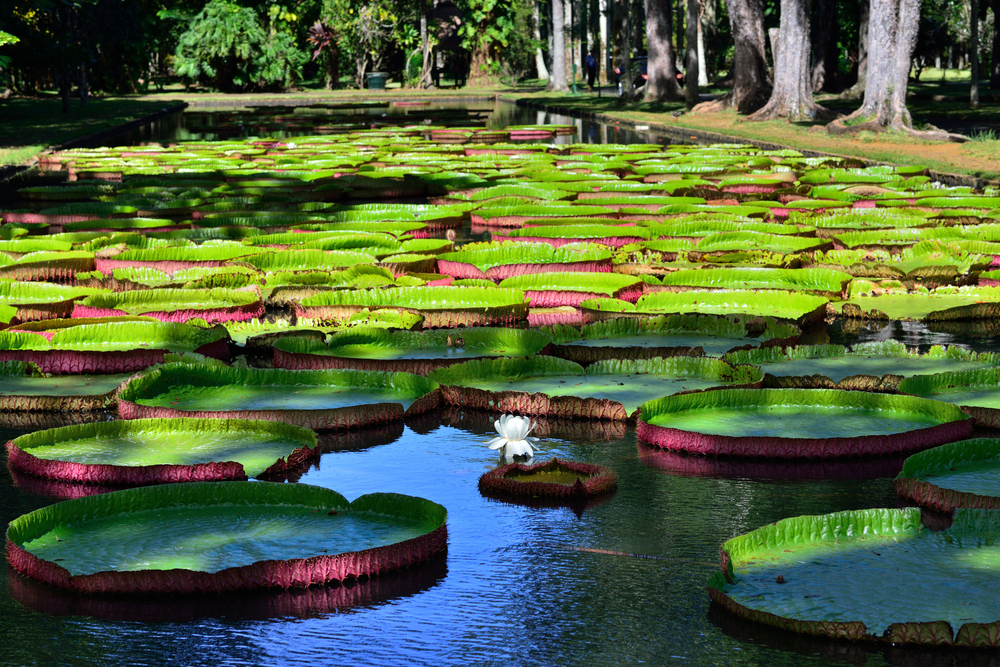 The enormous lily pads on the isle of Mauritius are but one of the many incredible sights to see. Adventure parks throughout the island always offer tours of the rainforest from atop rope bridges, for those who want to take their nature walks to the next level.