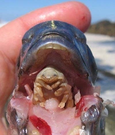 isopod in fish's mouth