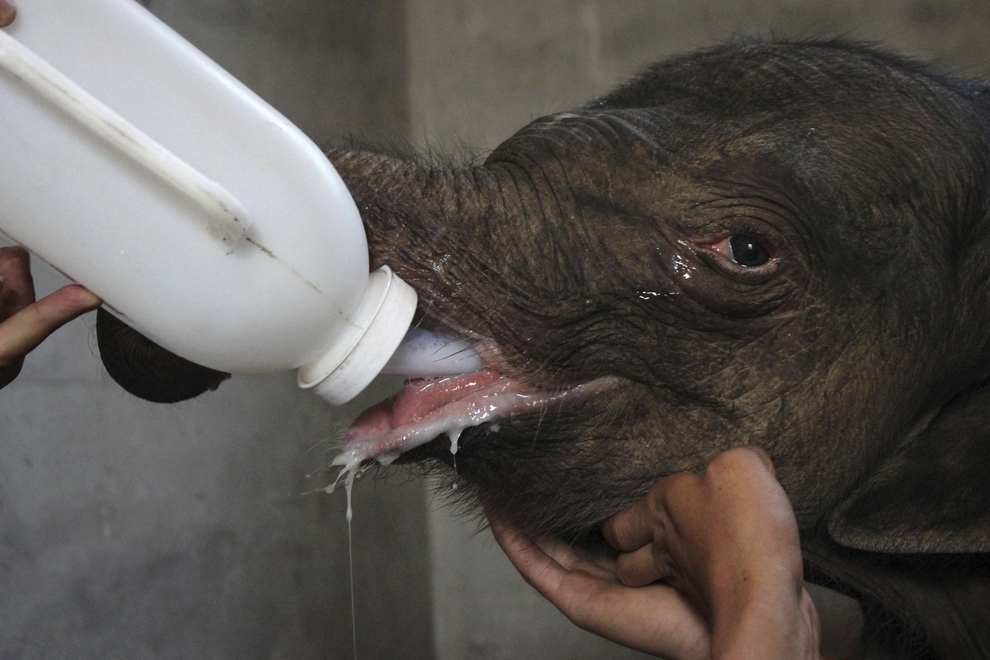 These Pictures Of A Baby Elephant Crying After His Mother Rejected Him Will Break Your Heart