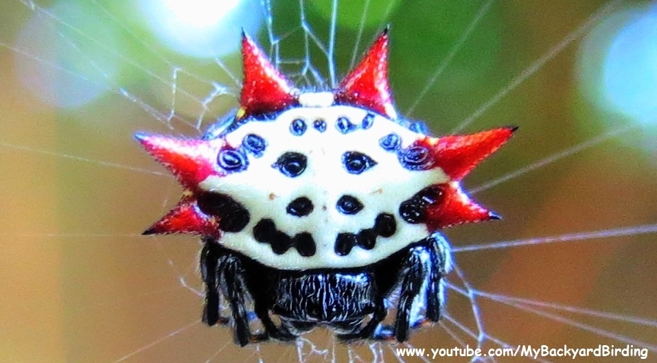 The colors, texture and detail of the Spiny Orb Weaver Spider make it look remarkably like a piece of porcelain artwork!