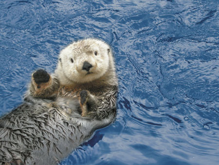 14 Surprising Facts About Sea Otters