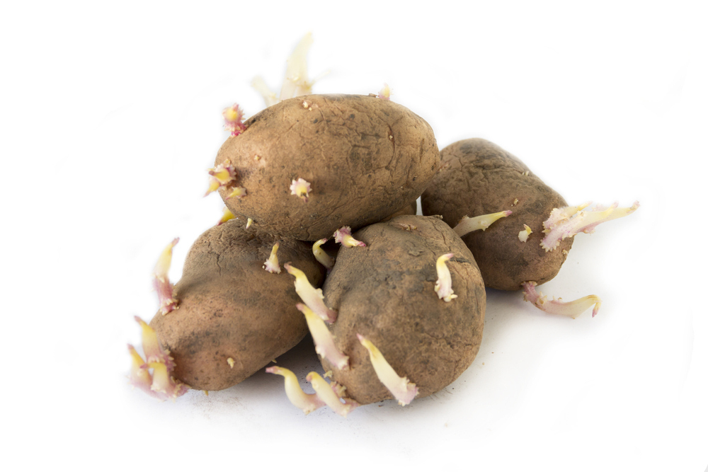 21 Fashion Tips From Delicious Potatoes
