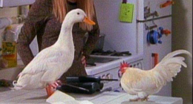 Oh the chick and the duck, the best TV pets to ever exist. Unfortunately they dove head first into fun on the farm. But their legacy will live on through Chick Jr. and Duck Jr., Joey's going away present to Chandler in the last episode (tear).