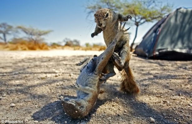 Another fear to add onto the list: angry squirrels. Thanks a lot, Namibian Kung Fu squirrels.