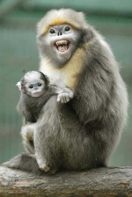 This monkey kind of looks like me when I was in 8th grade and had braces. Can you think of any other uncanny resemblances?
